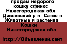 продам недорого кошку сфинкс - Нижегородская обл., Дивеевский р-н, Сатис п. Животные и растения » Кошки   . Нижегородская обл.